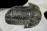 Two Detailed Gerastos Trilobite Fossils - Morocco #173779-4